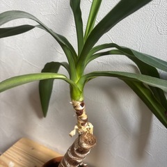 【ユッカ⑥】観葉植物の画像