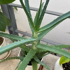 キベラアロエの画像