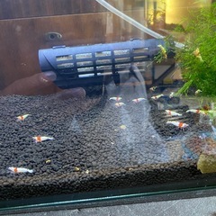 レッドビーシュリンプの画像