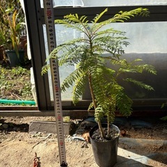 ジャカランダ(キリモドキ)の画像