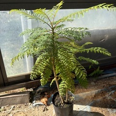 ジャカランダ(キリモドキ)の画像