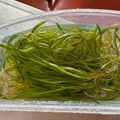 水草（バリスネリアと思います）の画像