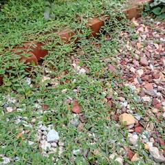 姫イワヤツデ・グランドカバー　No.1の画像