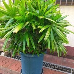 ★観音竹★大きい＊縁起良★の画像