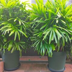 ★観音竹★大きい＊縁起良★の画像