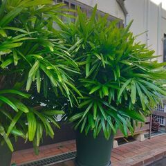 ★観音竹★大きい＊縁起良★の画像