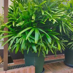 ★観音竹★大きい＊縁起良★の画像