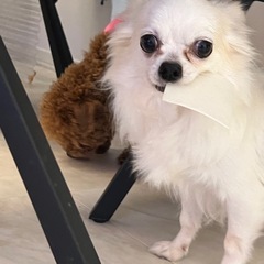 チワワ⭐︎クッキー