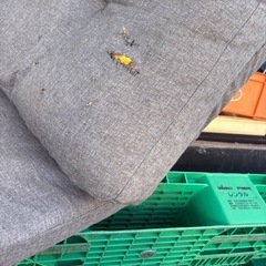 無料　0円ソファーベッド　シングル　床置きの画像