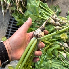 早い者勝ちです。聖護院かぶらの抜き菜❤️45リットル袋に満杯の画像