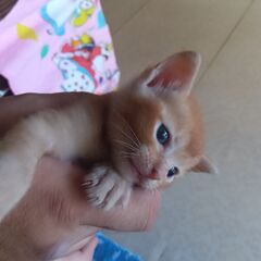 9月18日保護　ママいないけど元気　モカちゃん♂