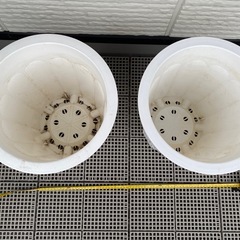 プラスチック鉢の画像