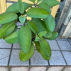 まざーりーマザーリーフの画像