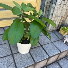 まざーりーマザーリーフの画像