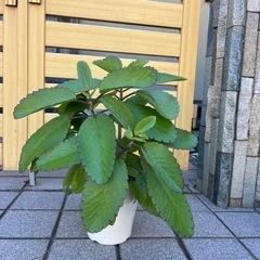 まざーりーマザーリーフの画像