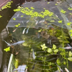 メダカあげますの画像