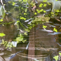 メダカあげますの画像