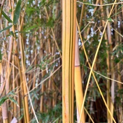 【高級】金明孟宗竹の画像