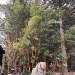 【高級】金明孟宗竹の画像