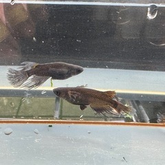 メダカ 心龍🐉道 2ペア＋オスの画像