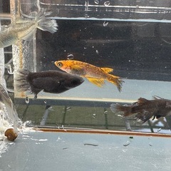 メダカ 心龍🐉道 2ペア＋オスの画像