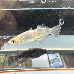 メダカ 心龍🐉道 2ペア＋オスの画像