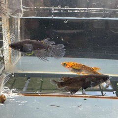 メダカ 心龍🐉道 2ペア＋オスの画像