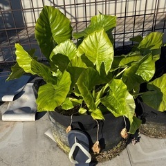 クワズイモ
大量の画像