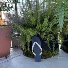 ローズマリーとタイム　はちごハチごとの画像