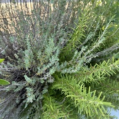 ローズマリーとタイム　はちごハチごとの画像