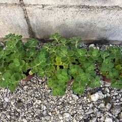 アロマティカス　多肉植物　ハーブ　3鉢セット　1029の画像