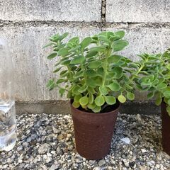 アロマティカス　多肉植物　ハーブ　3鉢セット　1029の画像