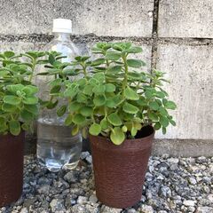 アロマティカス　多肉植物　ハーブ　3鉢セット　1029の画像