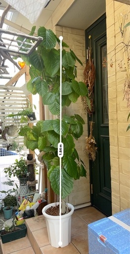 ウンベラータ 特大  観葉植物184cm