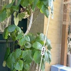 ウンベラータ 特大  観葉植物184cmの画像