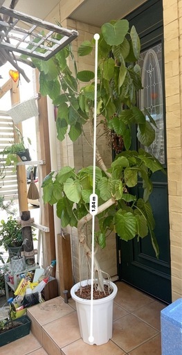 ウンベラータ 特大  観葉植物184cm