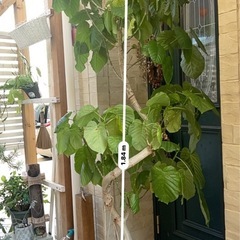 ウンベラータ 特大  観葉植物184cmの画像