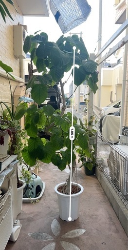 ウンベラータ 特大  観葉植物184cm
