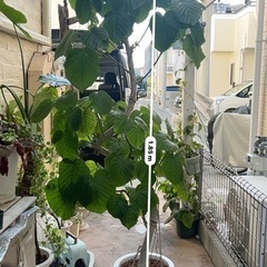 ウンベラータ 特大  観葉植物184cmの画像