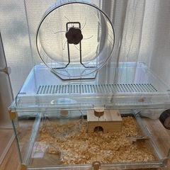 新品未使用 まわしぐるま  回し車 ハムスター しょうどうぶ小動物の画像