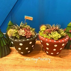 🎄2025クリスマス多肉植物wsお知らせ🎄