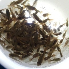 ⑧オランダローズテール稚魚10尾500円 残り110尾程になりました。の画像