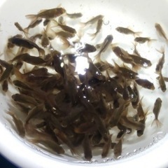 ⑧オランダローズテール稚魚10尾500円 残り110尾程になりました。の画像