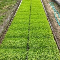 【湯浅11月1日お受け渡し】令和7年産にじのきらめき30キロ玄米②の画像