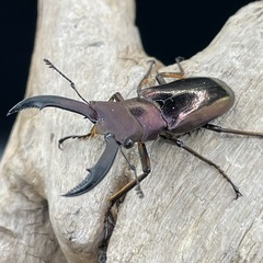 メタリフェルホソアカクワガタ（亜種フィナエ
）の画像