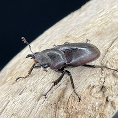 メタリフェルホソアカクワガタ（亜種フィナエ
）の画像