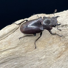 メタリフェルホソアカクワガタ（亜種フィナエ
）の画像