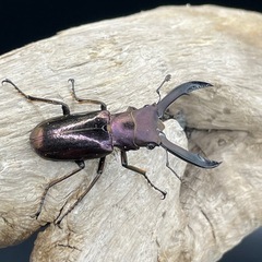 メタリフェルホソアカクワガタ（亜種フィナエ
）の画像