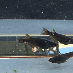 メダカ 黒心龍 🐉火🔥 1ペア＋メスの画像