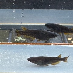 メダカ 黒心龍 🐉火🔥 1ペア＋メスの画像